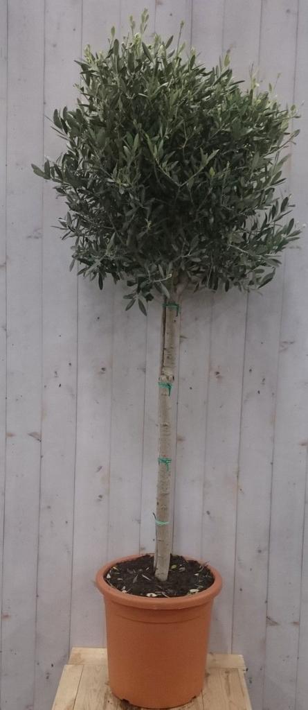 Olijfboom Olea stamhoogte 100 cm en boomhoogte 180 cm, Tuin en Terras, Planten | Fruitbomen, Verzenden