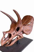 Dinosaurus - Fossiele schedel - Triceratops skull large