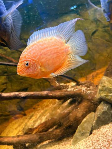 Heros Severum Red Spotted M beschikbaar voor biedingen