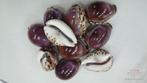 Cypraea Tigris Purple - Tijgerschelp 10 stuks, Ophalen of Verzenden, Nieuw