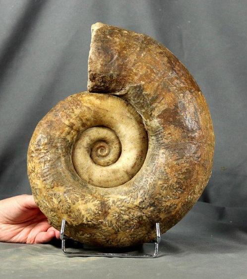 Fijne ammoniet - Op elegante stalen standaard - Twee zijden, Verzamelen, Mineralen en Fossielen