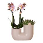 Kolibri Orchids | Set van roze orchidee Andorra en Succulent, Verzenden