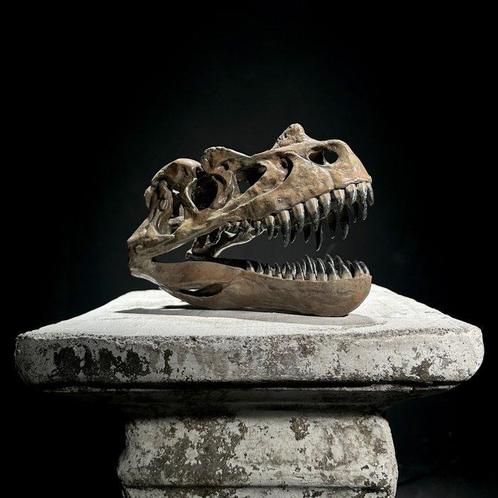 GEEN RESERVEPRIJS - Replica van Dinosaurusschedel -, Antiek en Kunst, Kunst | Designobjecten