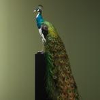 Bonte Pauw Taxidermie Opgezette Dieren By Max, Verzamelen, Ophalen of Verzenden, Nieuw, Vogel, Opgezet dier