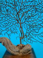 Prachtige Gorgonian gemonteerd op steun Taxidermie volledige, Nieuw