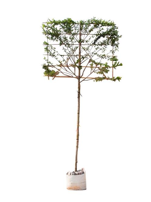 Krentenboom leiboom 200 cm Amelanchier lamarckii 320 cm, Tuin en Terras, Planten | Tuinplanten, Verzenden