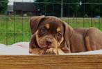 Old English Bulldog pups | Gezonde type | Mogen direct mee!, Dieren en Toebehoren, Honden | Bulldogs, Pinschers en Molossers, Parvo