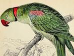 Jardine - 6 Antique Animal Prints