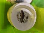 Wunsiedel - Tafelservies (11) - Afwasservies met decoratie