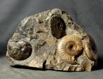 Een prachtig Jura-kerkhof - Gefossiliseerd dier -