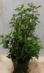 Viburnum Tinus 50 cm - Warentuin Natuurlijk, Tuin en Terras, Planten | Tuinplanten, Verzenden