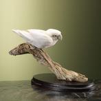 Witte Agapornis Taxidermie Opgezette Dieren By Max, Ophalen of Verzenden, Nieuw, Vogel, Opgezet dier