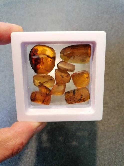 Burmite Amber + inclusions/insects - Barnsteen (Zonder, Verzamelen, Mineralen en Fossielen