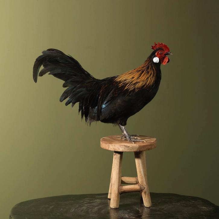 Kipje op Kruk Taxidermie Opgezette Dieren By Max, Verzamelen, Dierenverzamelingen, Opgezet dier, Nieuw, Vogel, Ophalen of Verzenden