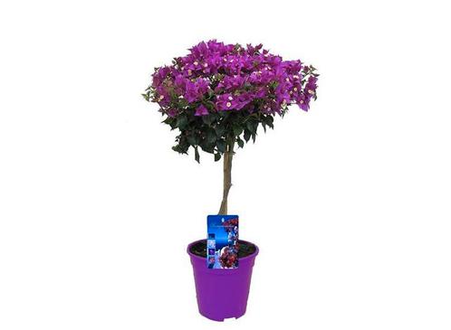 Bougainvillea paars op stam, Huis en Inrichting, Kamerplanten, Verzenden