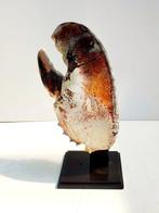 garnalen Pantser - Homarus americanus - 25 cm - 12 cm - 8 cm, Verzamelen, Dierenverzamelingen, Nieuw