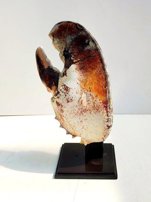 garnalen Pantser - Homarus americanus - 25 cm - 12 cm - 8 cm, Verzamelen, Dierenverzamelingen