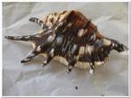 Lambis Tiger schelpen 13 cm. 5 stuks, Ophalen of Verzenden, Nieuw