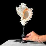 Decoratief ornament - NO RESERVE PRICE - Stunning Set -