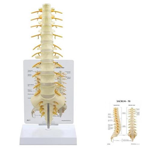 Anatomie model wervelkolom T8 t/m heiligbeen/staartbeen, Sport en Fitness, Overige Sport en Fitness, Nieuw, Verzenden