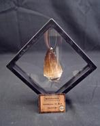 Mosasaurus - Fossiele tand - Mosasaurus enorme (Zonder, Verzamelen