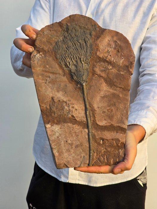 Crinoide - Gefossiliseerd dier - 43 cm, Verzamelen, Mineralen en Fossielen