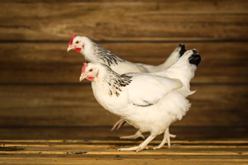 Jonge Sussex kippen I Rustig en goed leggend I Ingeënt, Dieren en Toebehoren, Pluimvee, Kip, Vrouwelijk