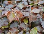 Beukenhaag fagus sylvatica groen van de kwekerij, Ophalen of Verzenden, Beukenhaag, Haag, Minder dan 100 cm