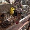 Drinkfleshouder voor midi fles 350ml, Dieren en Toebehoren, Verzenden, Nieuw, Voerbakje