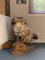 Rode vos Taxidermie volledige montage - Vulpes Vulpes - 40, Verzamelen, Dierenverzamelingen, Nieuw