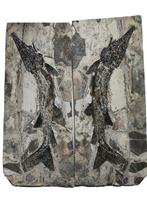 Gefossiliseerd dier - Acipenser fulvescens - 60 cm - 30 cm