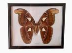 Atlasmot Taxidermie wandmontage - Attacus atlas - 27 cm - 25, Verzamelen, Nieuw