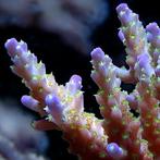 Acropora Valida Frag (Ong. 2-3 cm), Ophalen of Verzenden, Nieuw