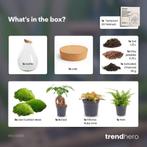 DIY Planten terrarium - Drop XL Bonsai red - Ø 24 cm  37, Verzenden