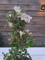Azalea bonsai (Rhododendron) - Hoogte (boom): 27 cm - Diepte