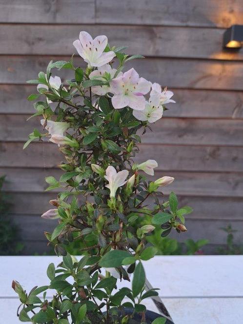 Azalea bonsai (Rhododendron) - Hoogte (boom): 27 cm - Diepte, Antiek en Kunst, Curiosa en Brocante