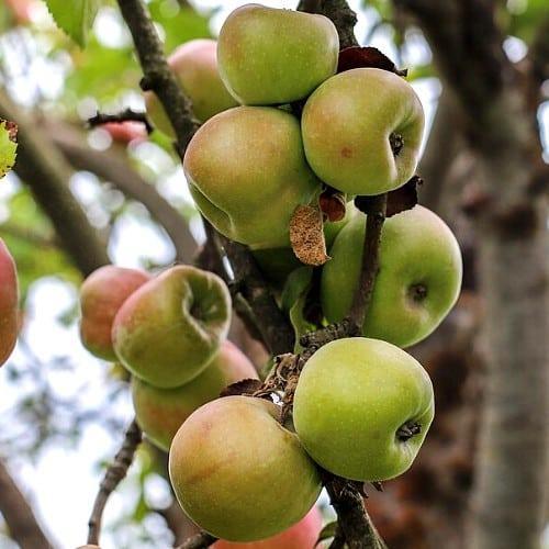 Malus domestica ‘Notarisappel’ + pot 23cm, Tuin en Terras, Planten | Fruitbomen, Volle zon, Verzenden