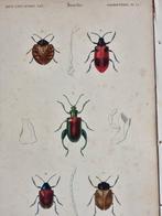 Charles Dessalines DOrbigny - Lot. of 12 plates -