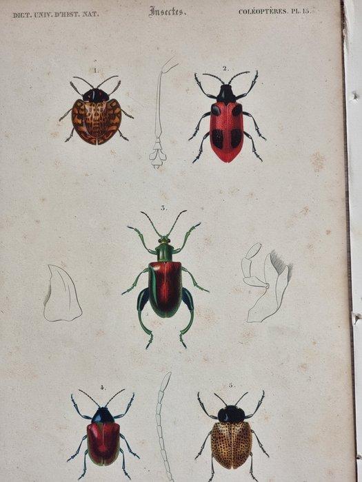 Charles Dessalines DOrbigny - Lot. of 12 plates -, Antiek en Kunst, Antiek | Boeken en Bijbels