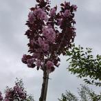 Roodbladige Japanse Sierkers bolvorm – Prunus serrulata ‘Roy, Ophalen of Verzenden