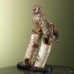Uil Taxidermie volledige montage - Aegolius funereus - 44 cm, Nieuw