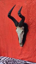 Bubale de Swayne Taxidermie wandmontage - Alcelaphus, Verzamelen, Dierenverzamelingen, Nieuw