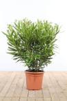 Nerium Oleander struik wit hoogte inclusief pot 80-100cm
