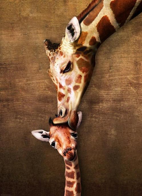 Eurographics puzzel Giraffe Mother van €16,99 voor €11,89, Hobby en Vrije tijd, Denksport en Puzzels, Ophalen of Verzenden