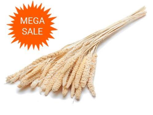 Actie setaria italica trosgierst gebleekt 100gr mooie, Hobby en Vrije tijd, Knutselen, Nieuw, Ophalen of Verzenden