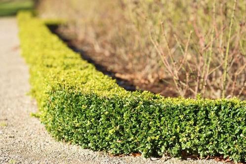 Palmboompje Buxus Sempervirens Haag 100-125 Kluit, Tuin en Terras, Planten | Struiken en Hagen