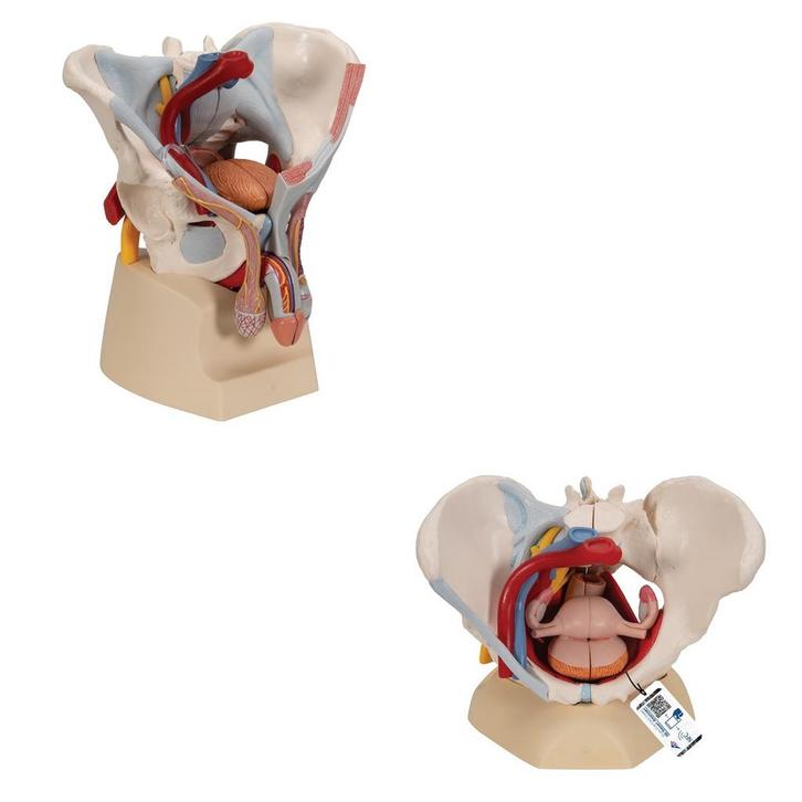 Anatomie model bekken man en vrouw, Sport en Fitness, Massageproducten