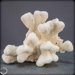 Natuurlijk wit tafel koraal - alleen EU - Acropora, Verzamelen, Mineralen en Fossielen