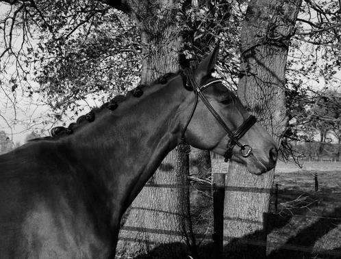 Sportpaarden gezocht, Dieren en Toebehoren, Paarden, Met stamboom, Gechipt, Ontwormd, Ingeënt