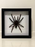 Opgezette Vogelspin in lijst Taxidermie volledige montage -, Nieuw